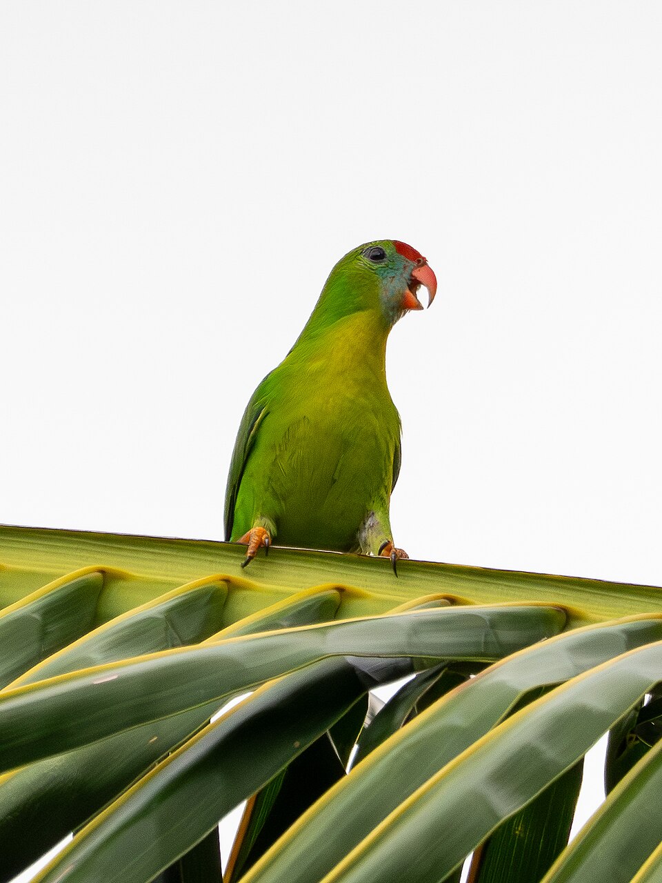 philippine hanging parrot kulasisi bisaya poetry cebuano balak